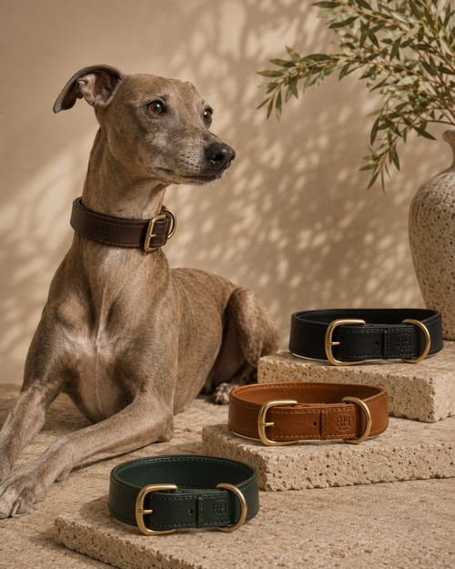 Richmond Hound Sighthound Leather Collar close-up showing broad tapered profile, full-grain leather, satin brass hardware and RH embossing